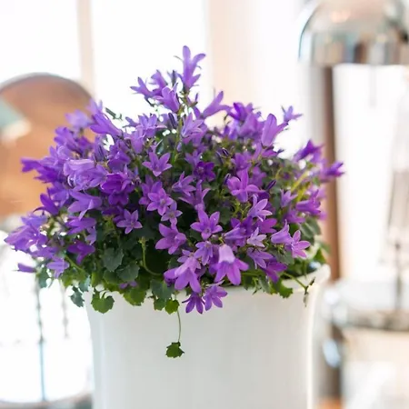 Vindobona - Double Guest house 4*